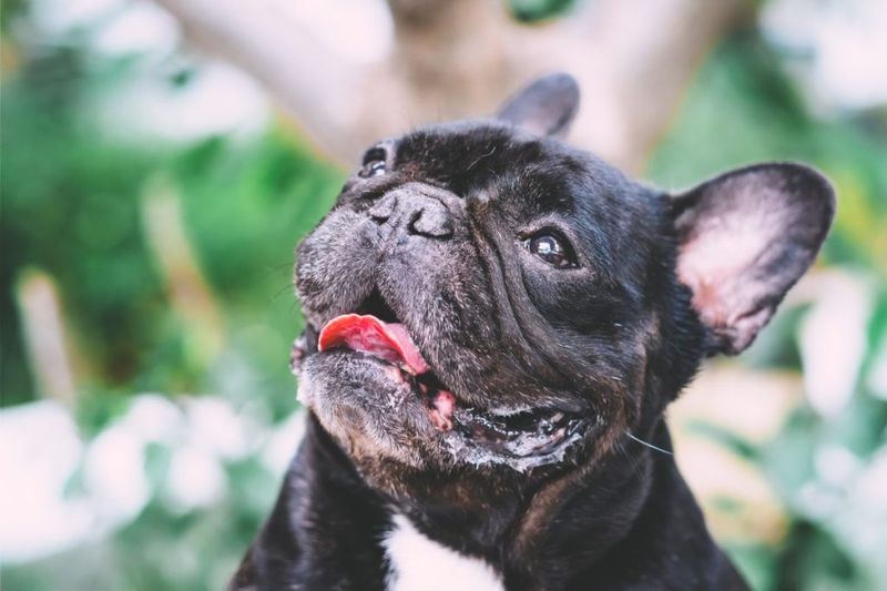Pugs And French Bulldogs