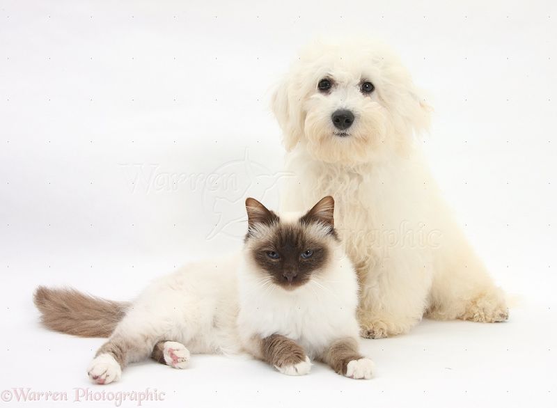 Bichon Frise: Fluffy Feline Friends