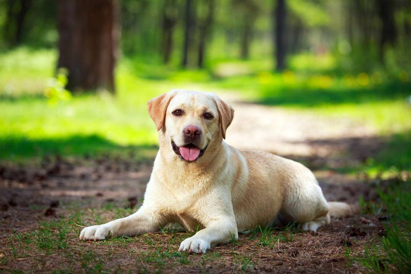 Labrador Retrievers: America's Favorite For Good Reason