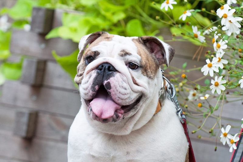 Bulldogs: Imperturbable Companions