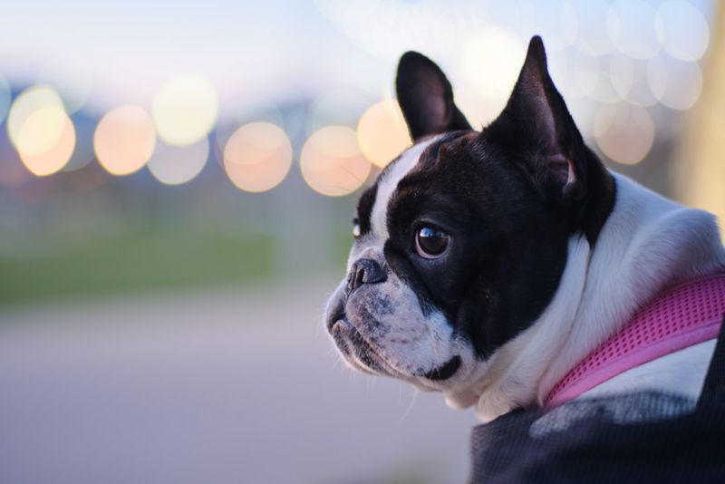 French Bulldogs