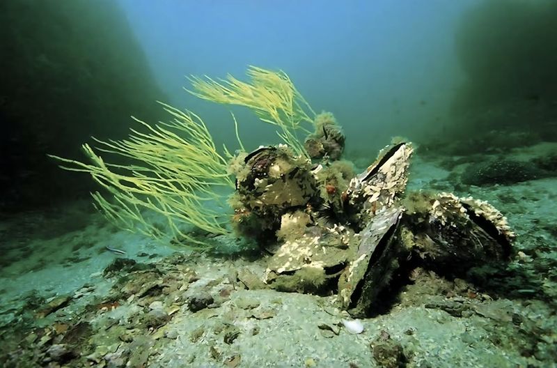Oysters: The Homely Water Filtration Systems
