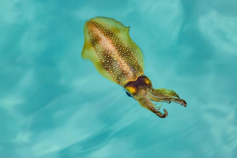 Flying Squid