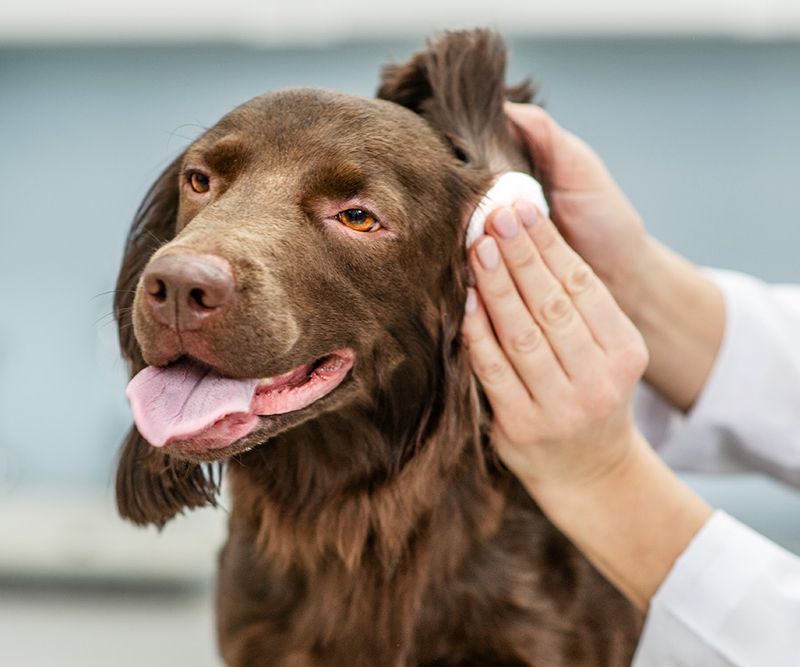 Ear Care Essentials