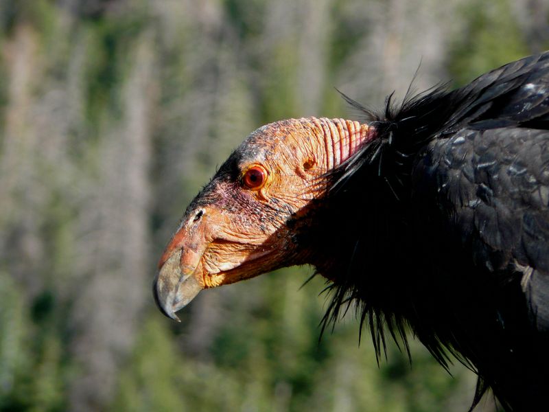 Vultures