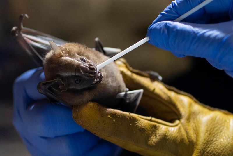 Bats Contribute To Medical Research