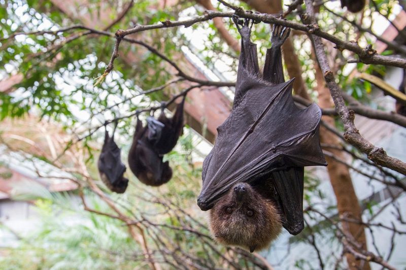 Bats Cannot Be Domesticated