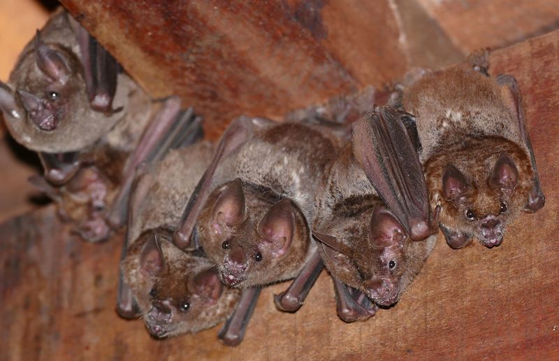 Bats Have Unique Mating Rituals