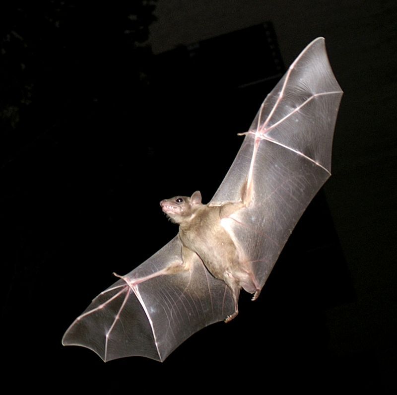 Bats Use Echolocation To Navigate