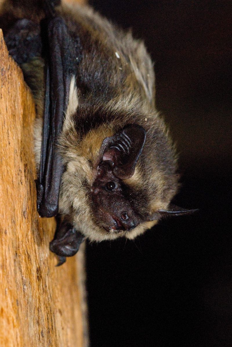 Bats Face Conservation Challenges