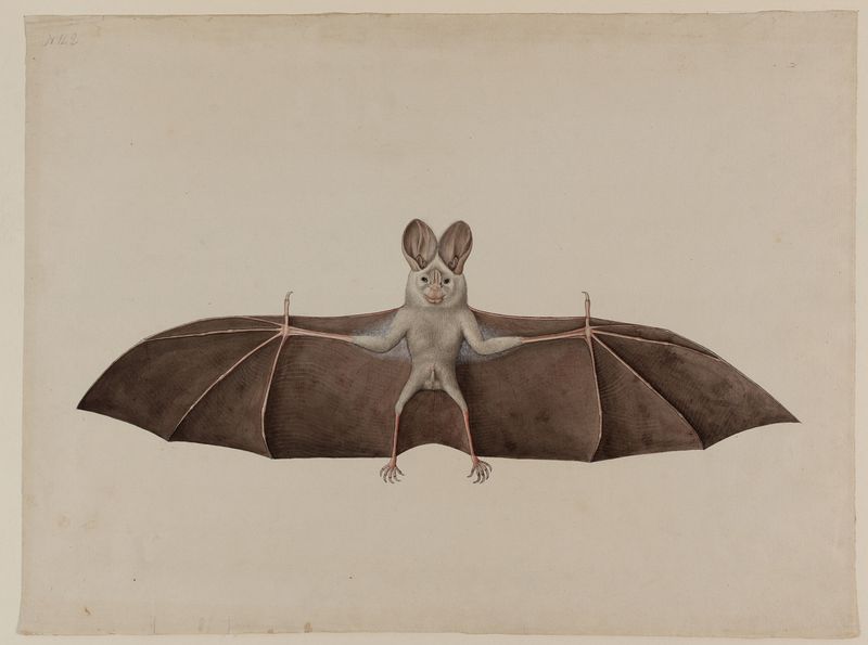 Bats Have Cultural Significance