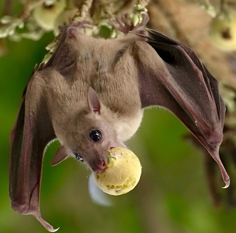 Bats Are Highly Intelligent