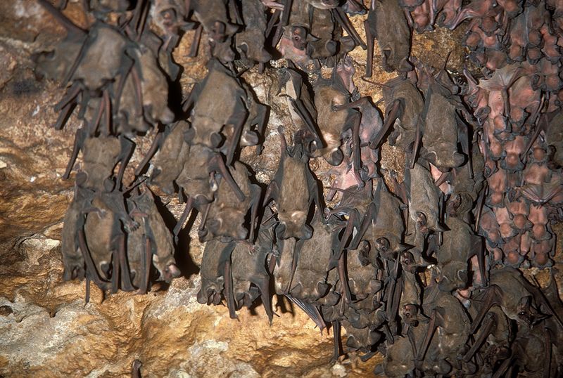 Bats Live In Complex Social Structures