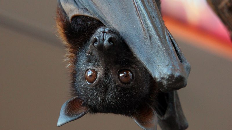 Bats Are Misunderstood Creatures