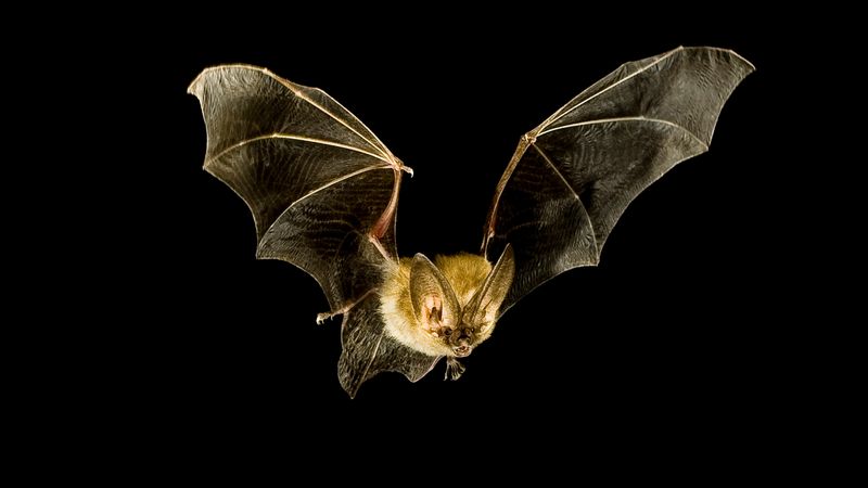 Bats Are Nocturnal Navigators