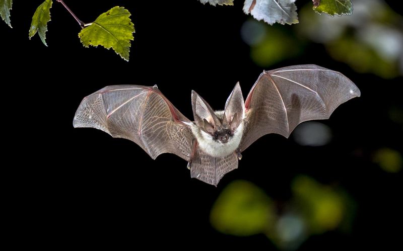 Bats Can Live A Long Time