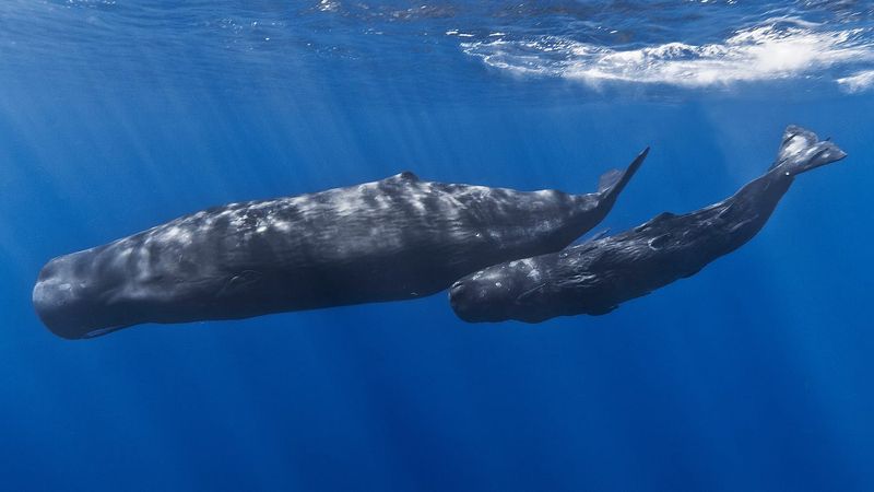 Whales And Sonar