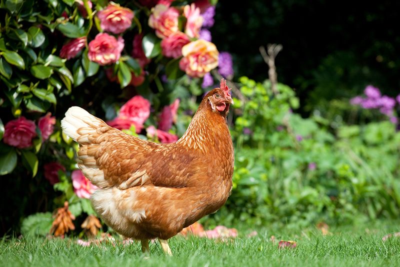 Chickens: Feathered Pest Patrol
