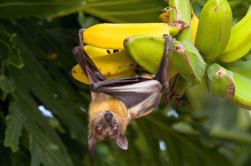 Bats Have A Diverse Diet