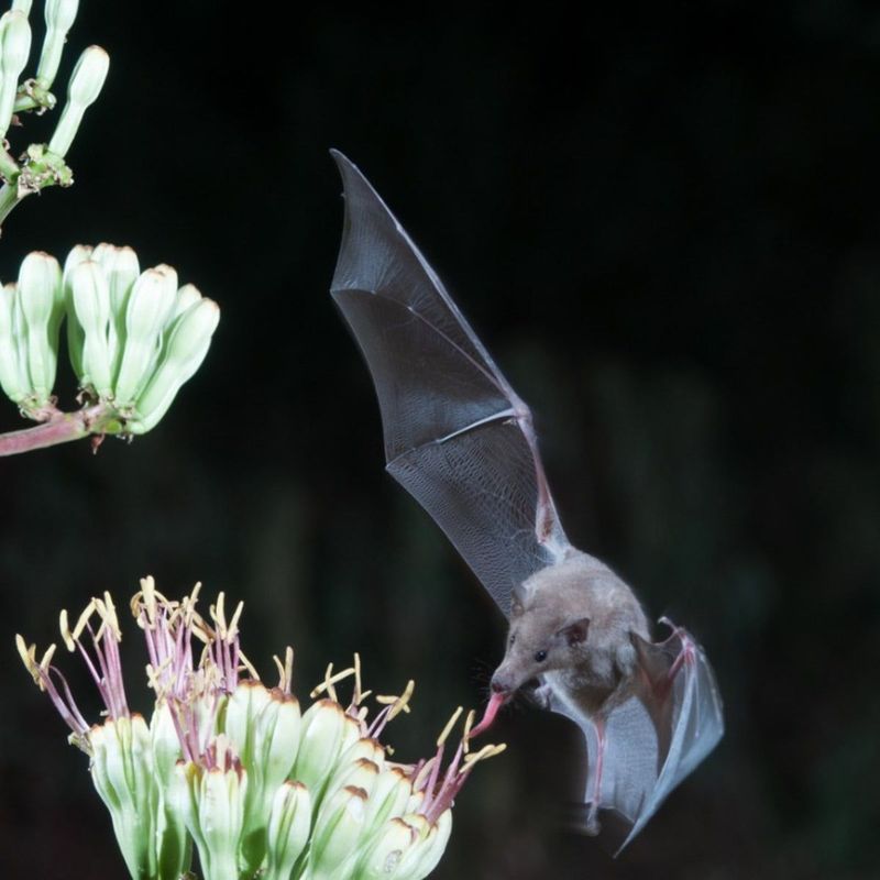 Bats Play A Vital Role In Ecosystems