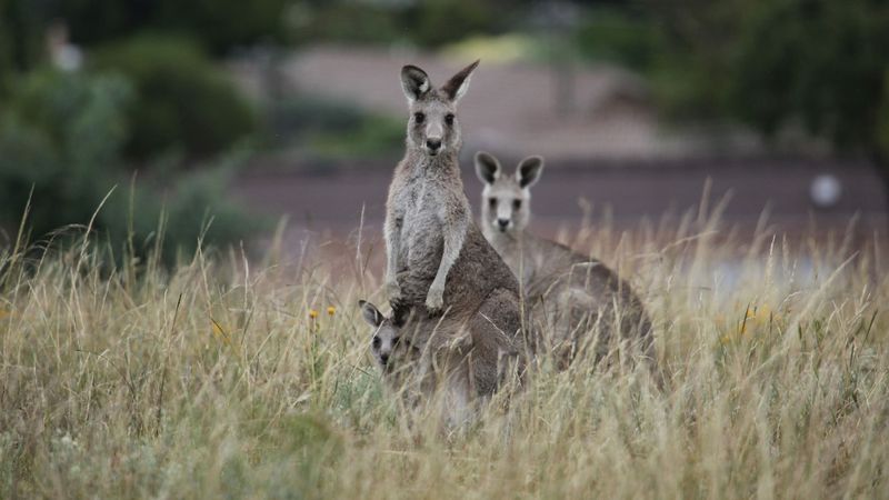 Kangaroos