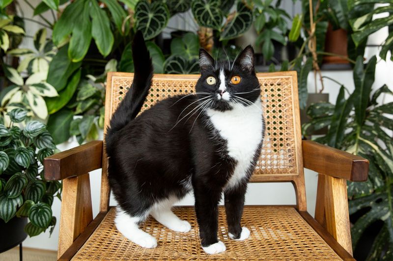 Recent Photos Showing Distinctive Markings