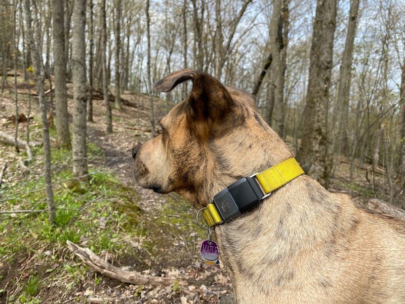 Use GPS Tracking Collars