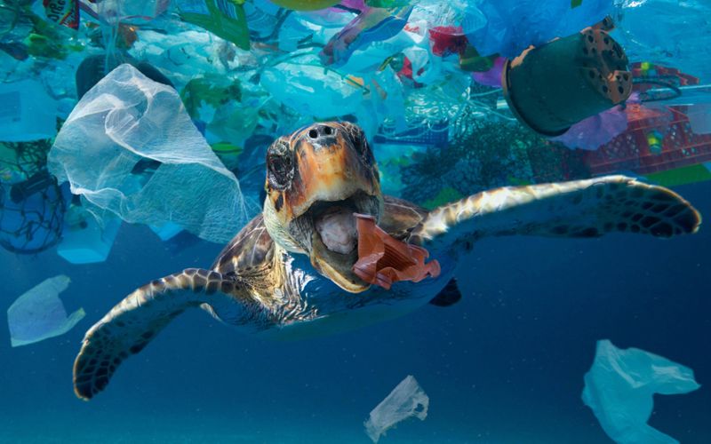 Ditch Single-Use Plastics