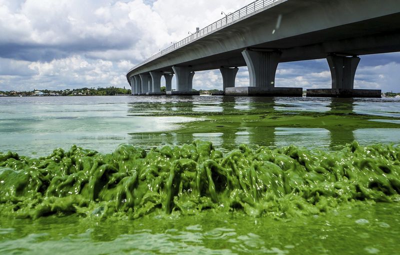Indian River Lagoon's Toxic Transformation