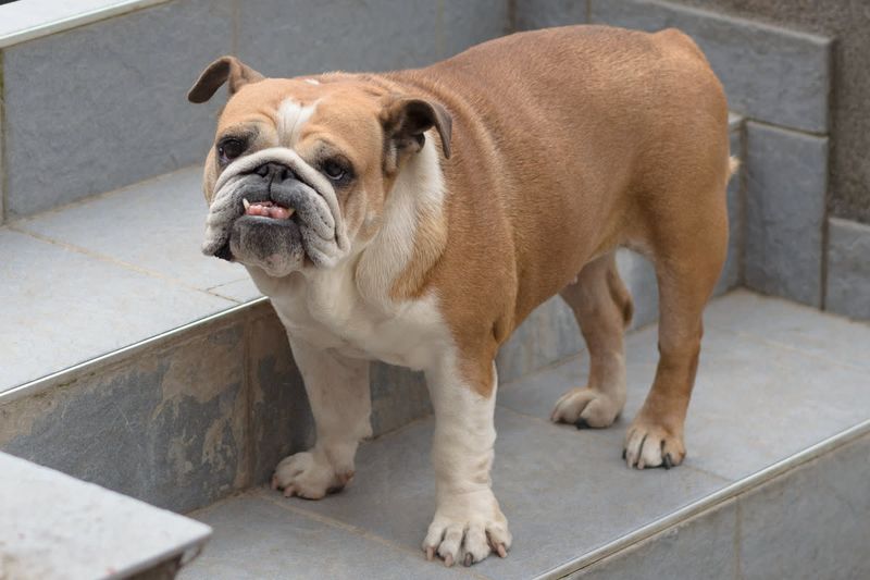 Bulldog – The Lovable Lazy Learner