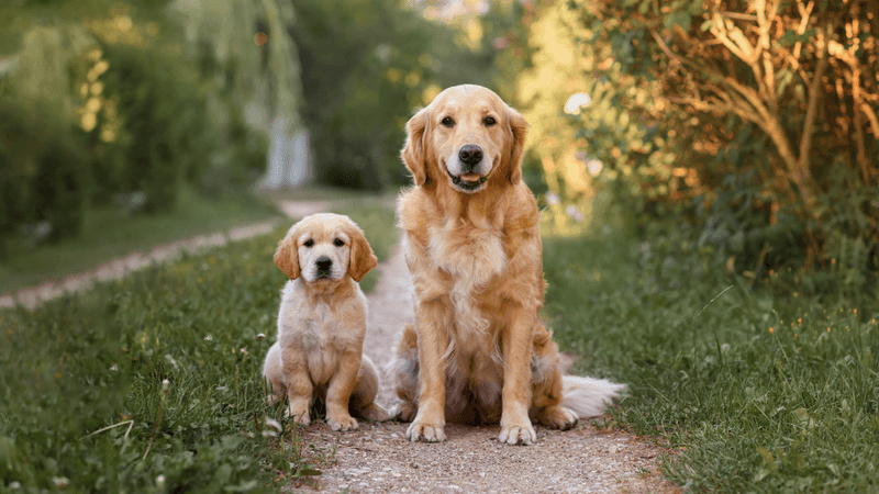 Golden Retriever