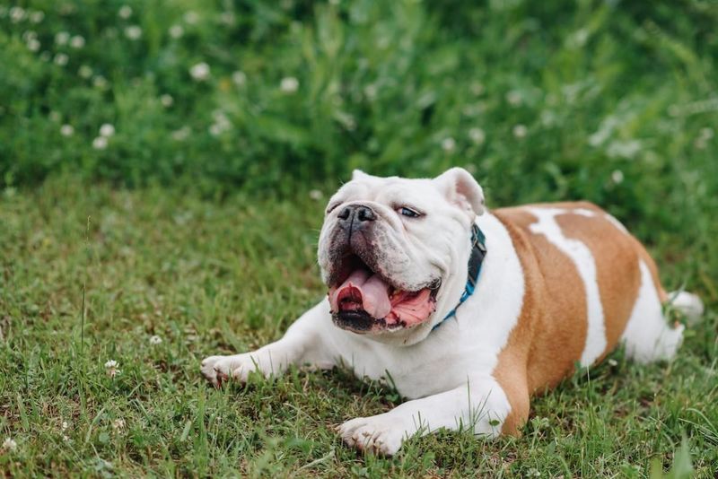 Bulldog