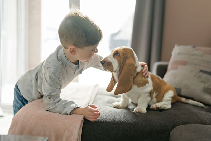 Basset Hound