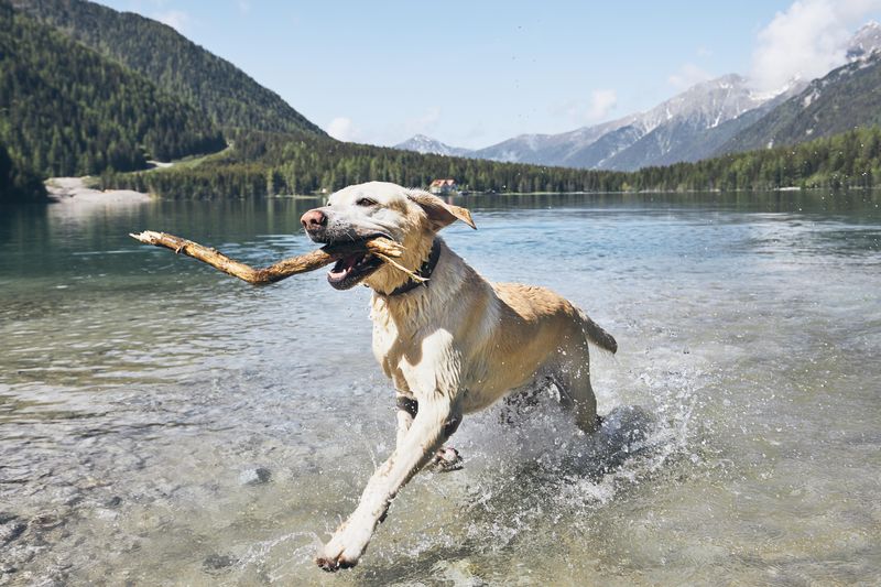 Labrador Retriever