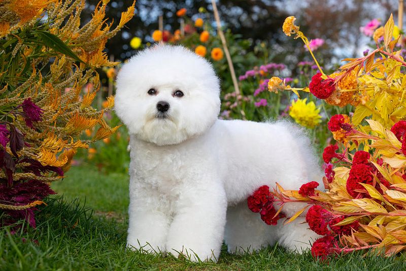 Bichon Frise