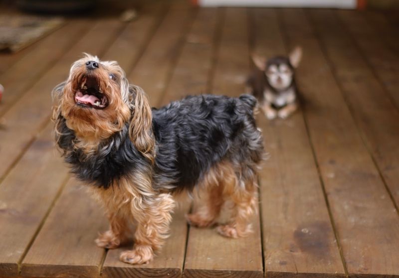 Yorkshire Terrier