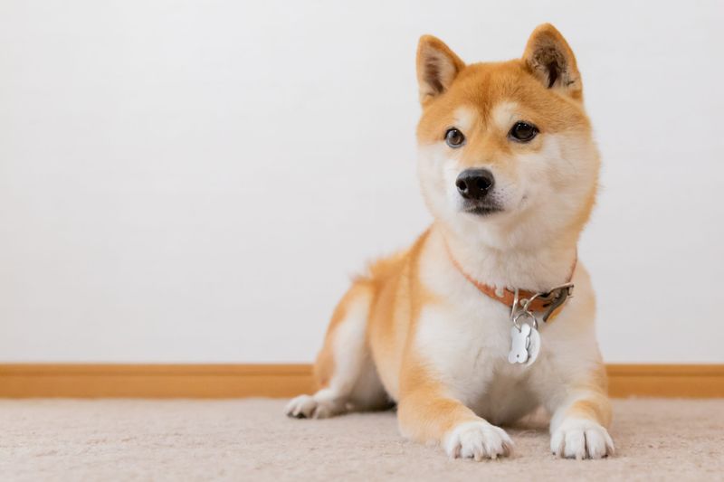 Shiba Inu
