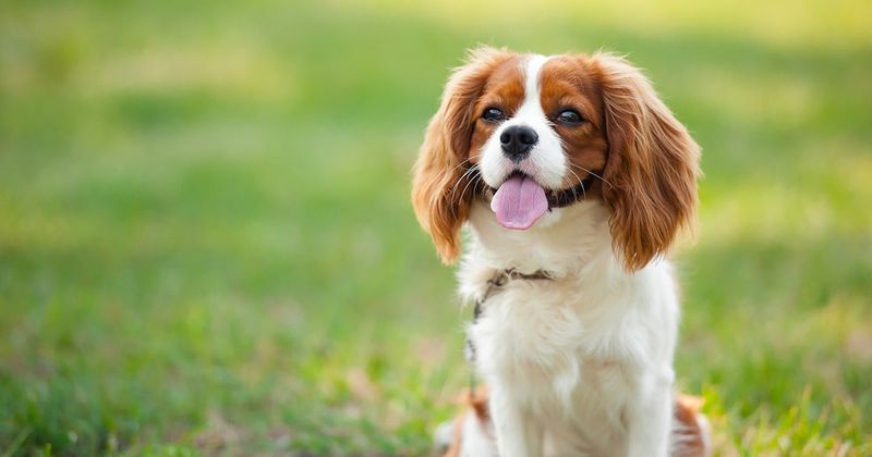Cavalier King Charles Spaniel