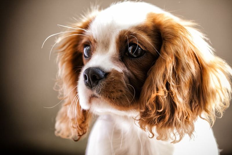 Cavalier King Charles Spaniel