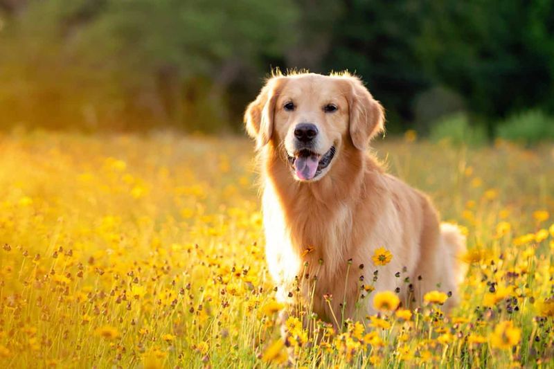 Golden Retriever