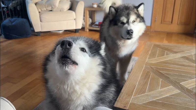 Alaskan Malamute