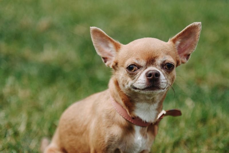Chihuahua