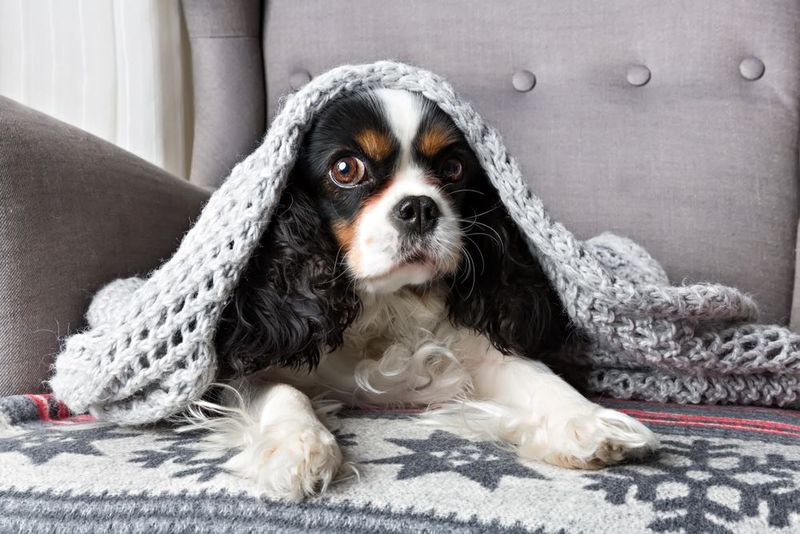 Cavalier King Charles Spaniel