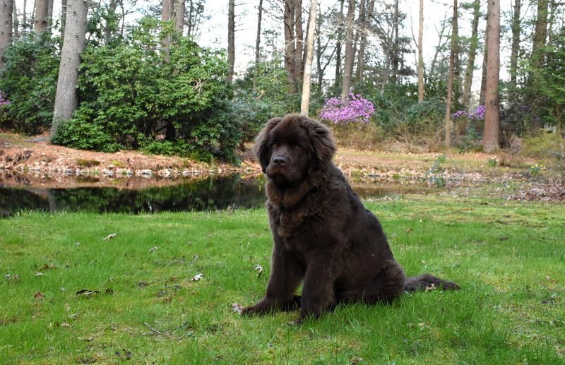 Newfoundland Nanny Dogs