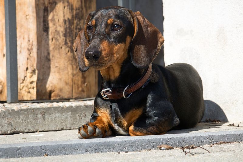 Dachshund Determination