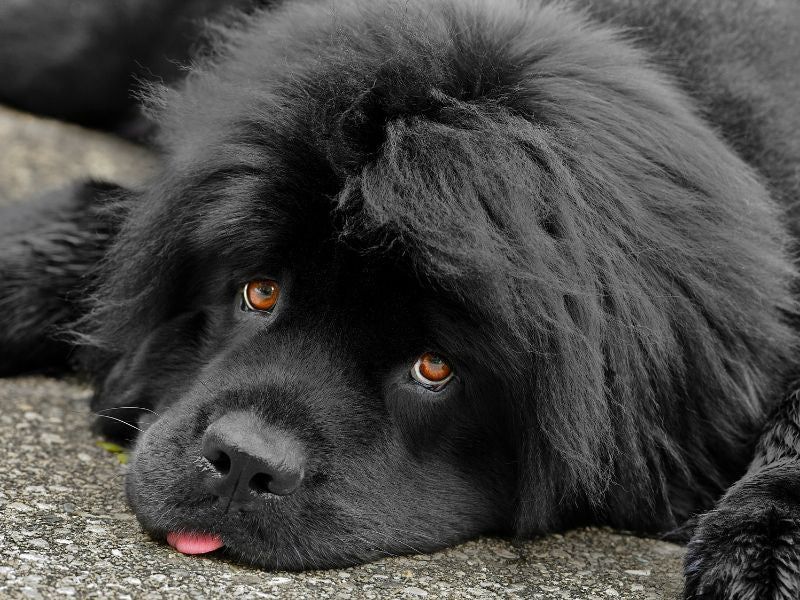 Gentle Giant Newfoundlands