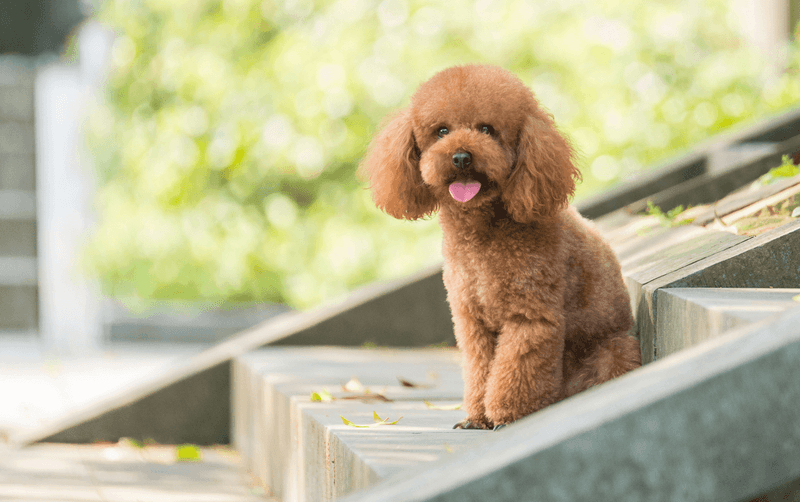 Poodle - Sophisticated Canines Welcome In Any Community
