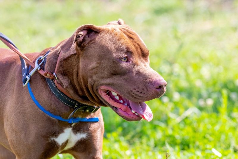 Pit Bull Terrier: Misunderstood Athletes With Powerful Bodies