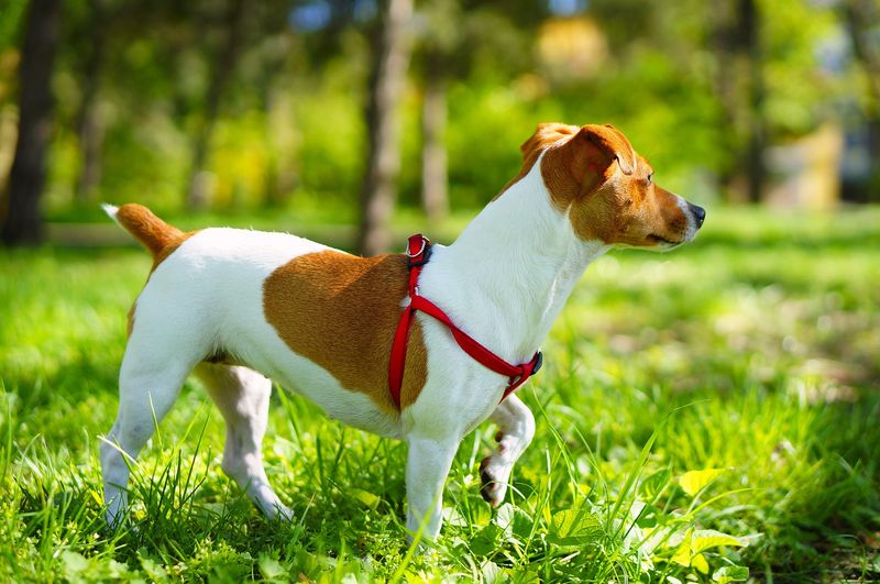 Jack Russell Terrier: Relentless Hunter