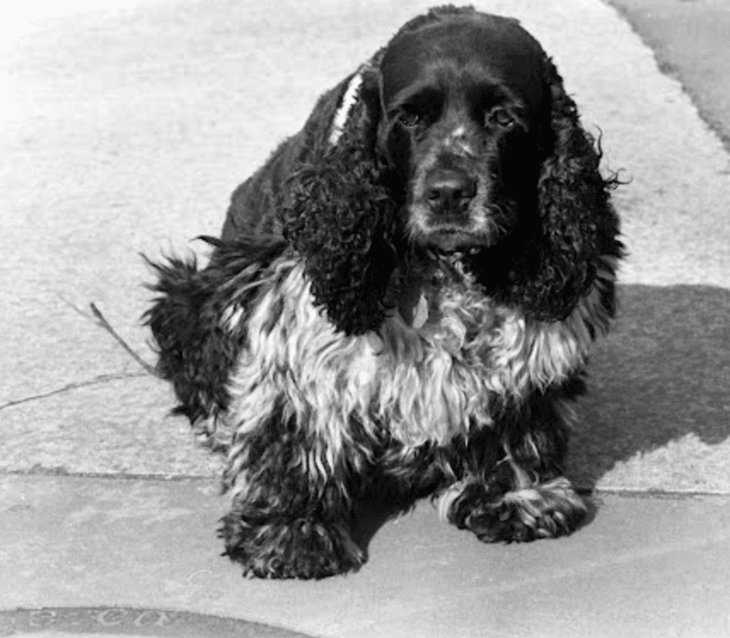 Fluffy Distraction: Nixon's Checkers Speech Changed Politics Forever